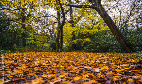 A walk in Epping Forest in autumn colors photo