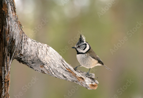 European crested tit on branch