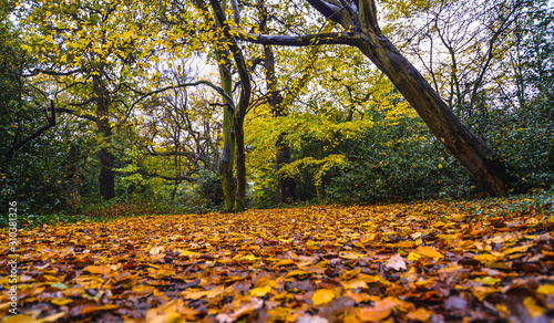 A walk in Epping Forest in autumn colors