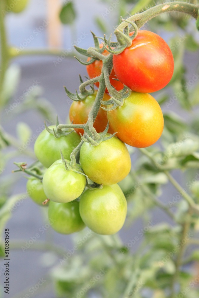Fresh red tomatoes on the tree