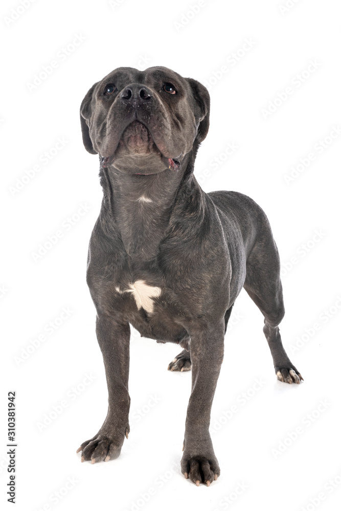 cane corso in studio cane corso in studio