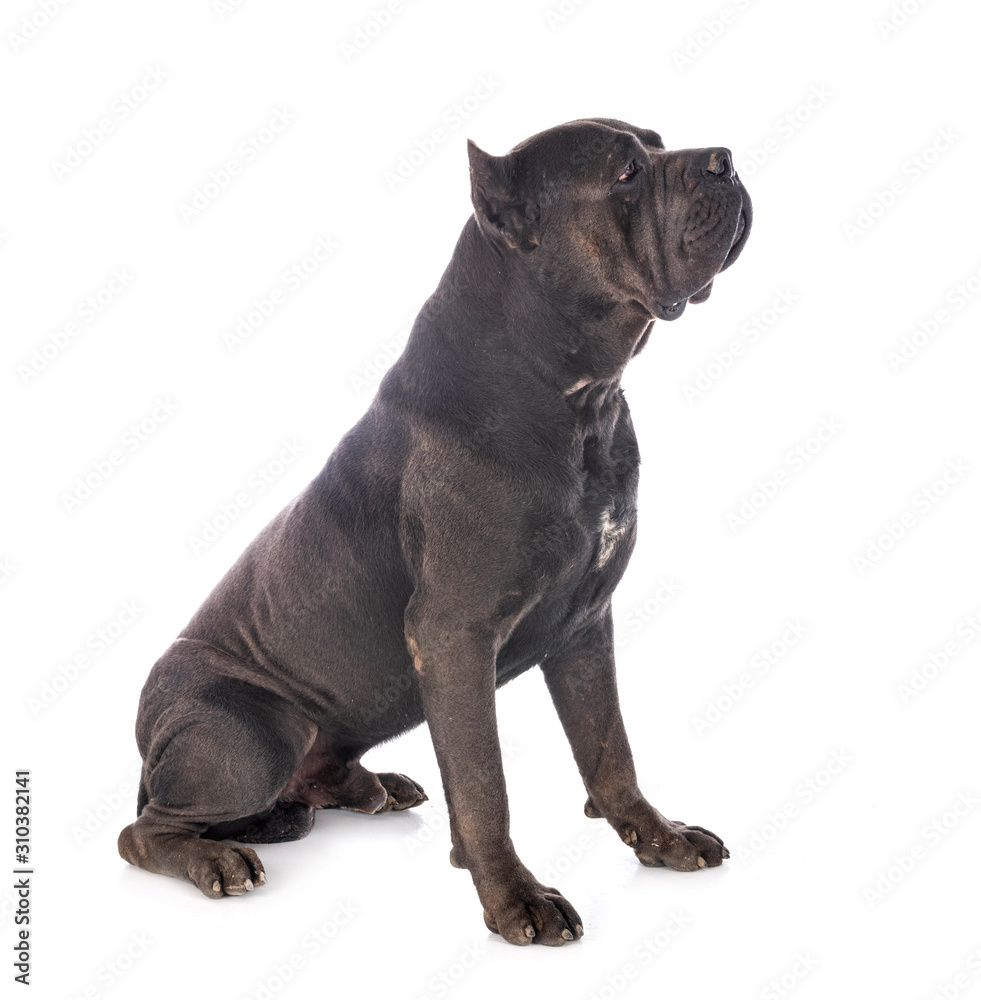 Obraz premium cane corso in studio