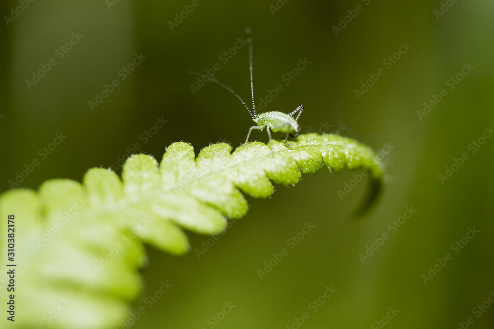 Bug on fern Bug on fern