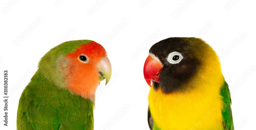 Naklejka premium Lovebirds on a branch