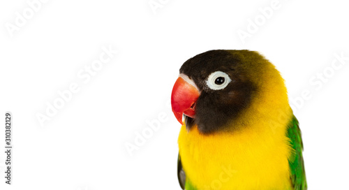 Beautiful portrait of a yellow lovebird