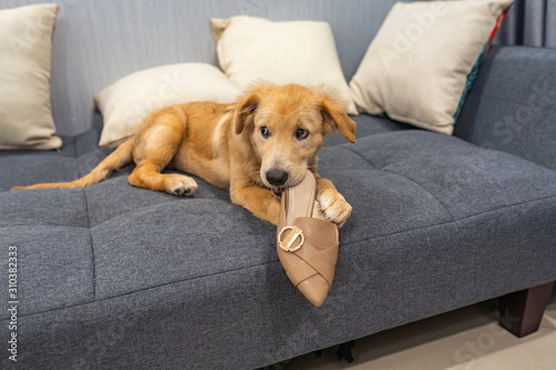 Dodgy golden retriever puppy biting a shoe at home