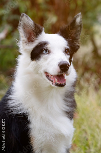 Beautiful black and white Border Collie dog © Gelpi