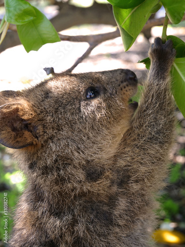 Quokka
