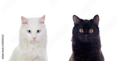 Black and white Persian cats with brown and blue eyes