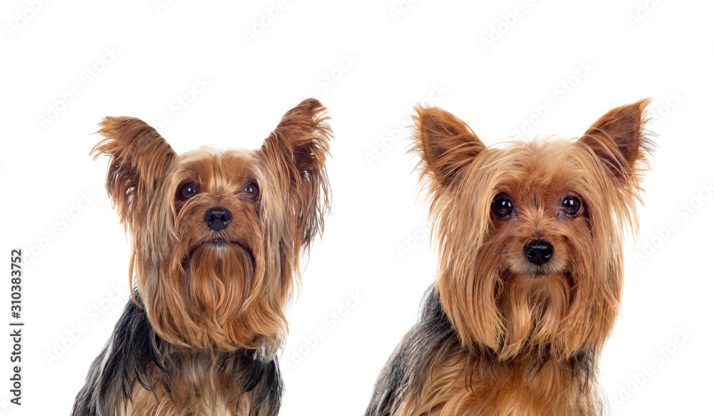 Yorkshire dogs looking at camera Yorkshire dogs looking at camera