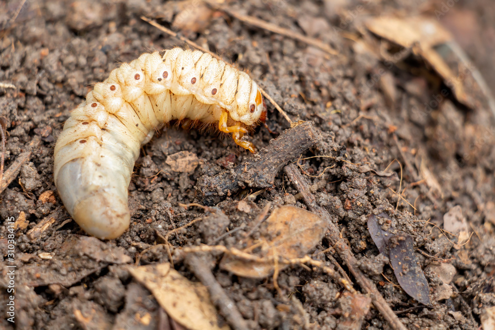 Grub Worms or Rhinoceros Beetle grow in soil on farm which agriculture  gardening. Worm insects for eating as food, it is good source of protein  edible. Environment and Entomophagy concept. Stock Photo