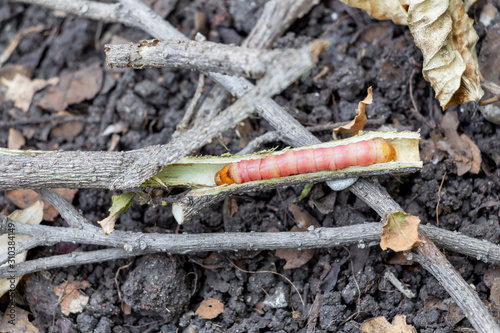 Red Zeuzera coffeae or moths stem borer destroy tree, it is dangerous insect pests with plant disease of vegetables and agriculture. photo