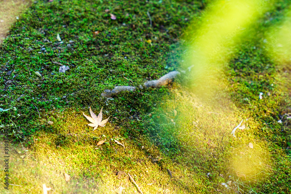 苔むした地面に落ちたモミジの葉