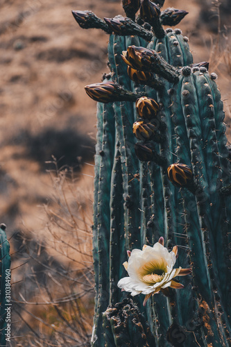 Planta cactus con flores sin florecer y una flor blanca en la zona desertica