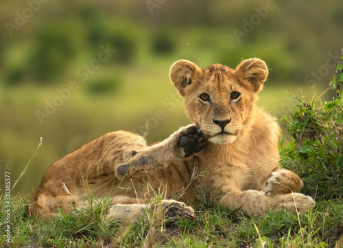 Fototapeta Naklejka Na Ścianę i Meble -  Lion cubs relaxing in Masai Mara