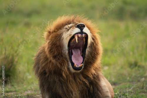 Male lion sitting in Masai Mara