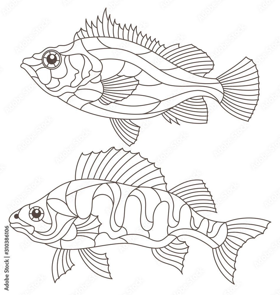 Set of contour illustrations of stained glass Windows with perch, sea and river perch, dark contours isolated on white background Set of contour illustrations of stained glass Windows with perch, sea and river perch, dark contours isolated on white background