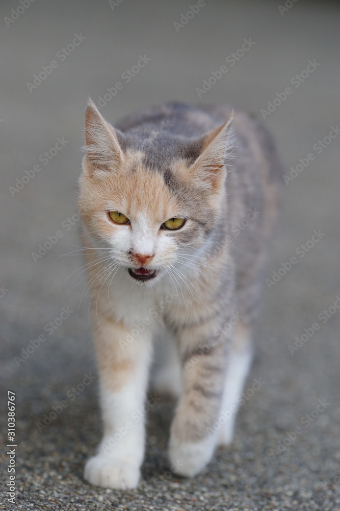 Obraz premium 歩く猫