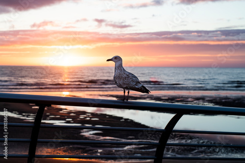 Seagull at sea
