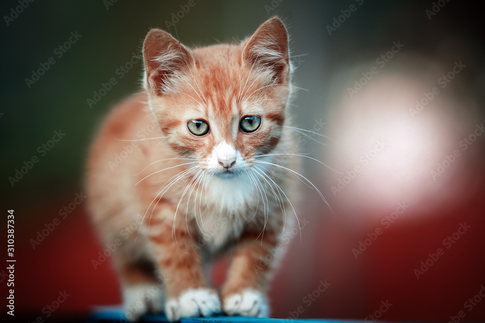 beautiful well-groomed domestic cat walking on the street