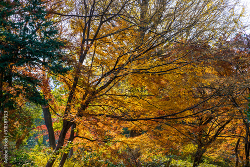 Obraz na płótnie 枯れ木と紅葉したモミジの木 w salonie