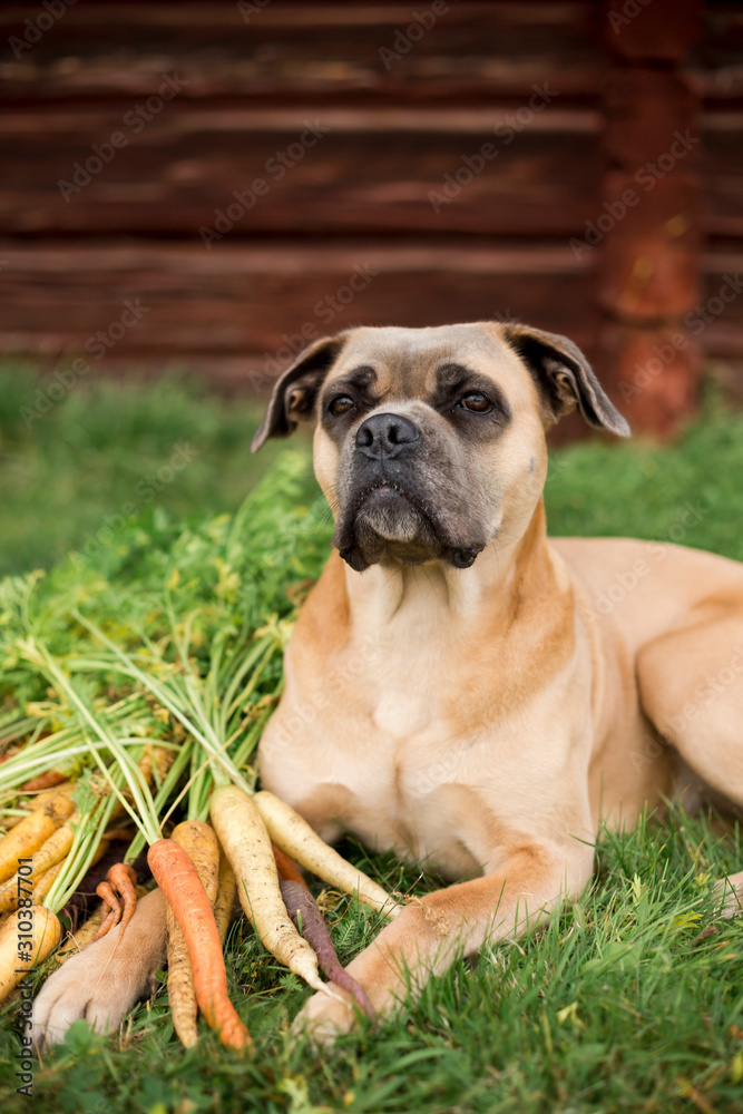 Dog lying next to carrots