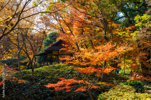六義園のモミジと四阿