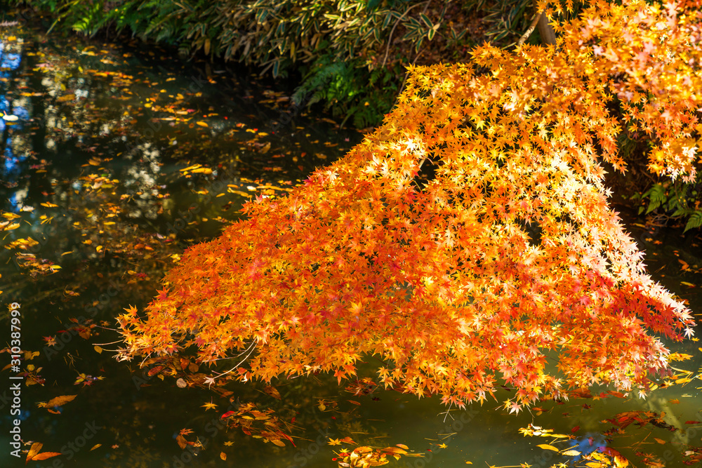 紅葉したモミジと川