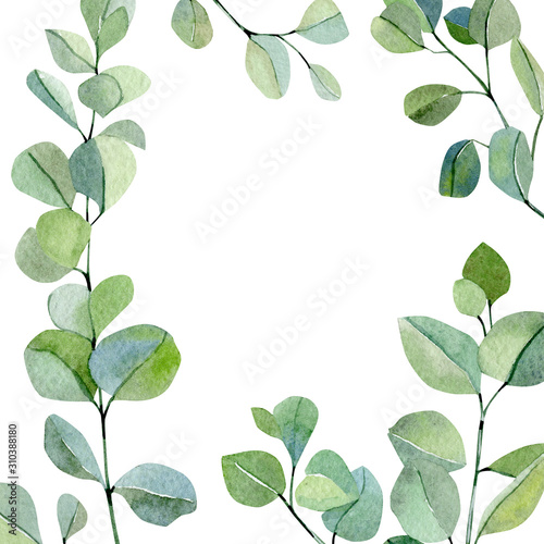 Watercolor frame hand painted silver dollar eucalyptus. Greenery branches and leaves isolated on white background. Floral illustration for wedding inspiration, poster, greeting card and design banner