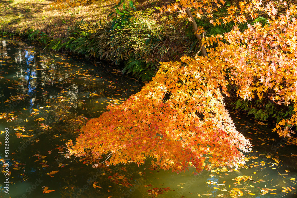 紅葉したモミジと川