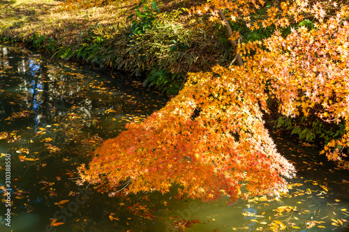 Obraz na płótnie 紅葉したモミジと川 w salonie