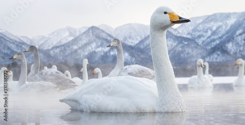 Tundra swans at winter