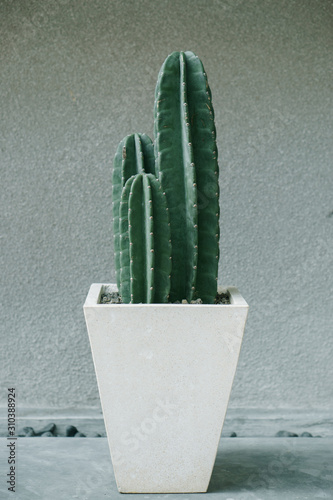 Decorative big cactus on white pot.