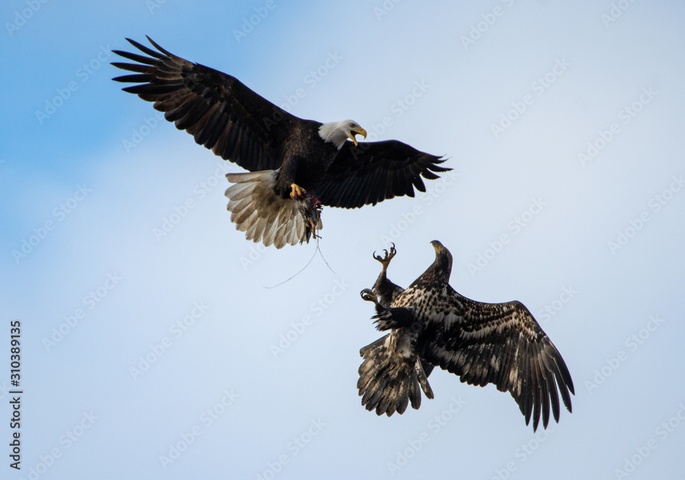 Obraz premium Bald Eagles Fighting Over Prey