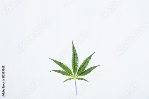 Sprig with leaves of young medical cannabis on a white background.