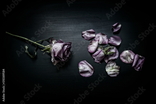 Purple rose on black table photo