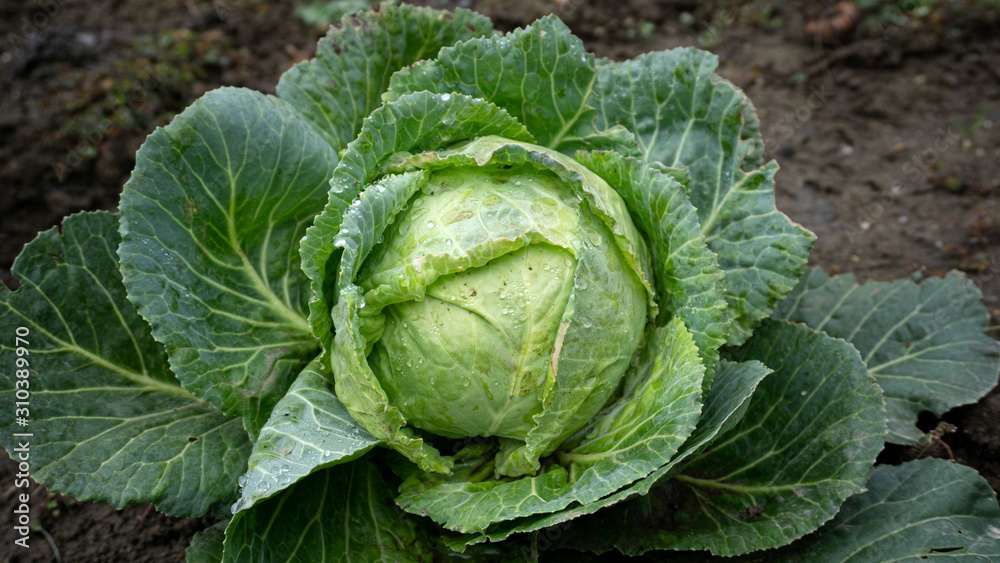 White cabbage in garden ready to be harvest farming White cabbage in garden ready to be harvest farming