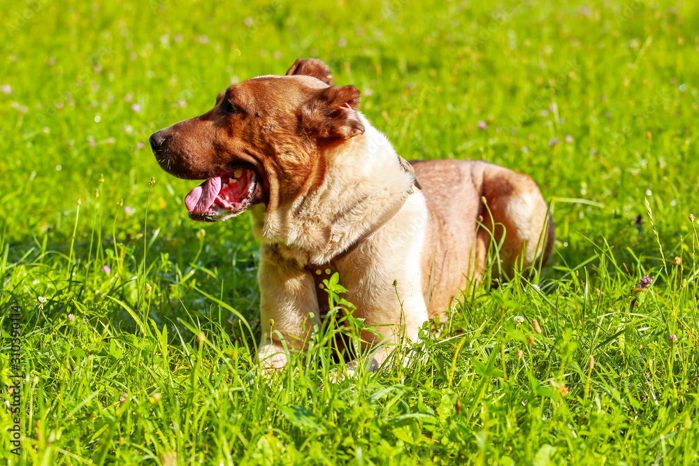  huge beautiful dog on the grass