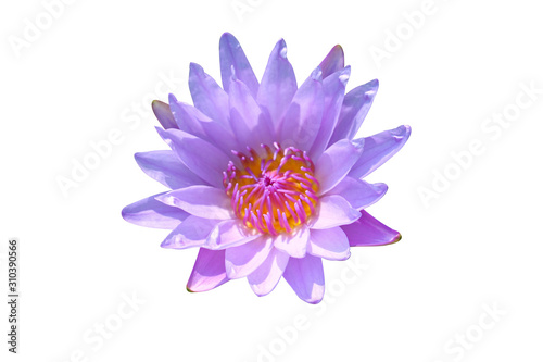 Violet Waterlily flower isolated on white background