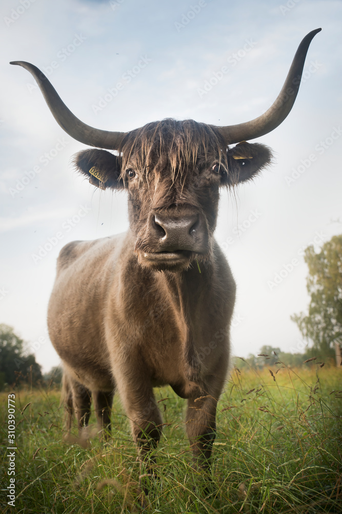 Cow standing in meadow Cow standing in meadow
