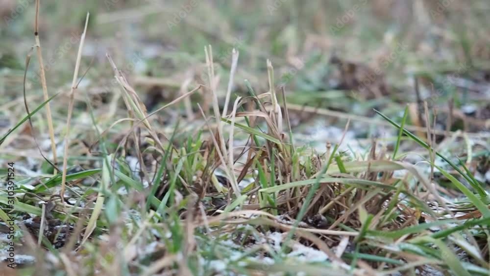Dry and green grass on the field with snow. Dry and green grass on the field with snow.