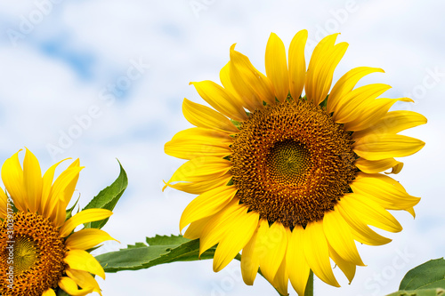 sunflower with blue sky