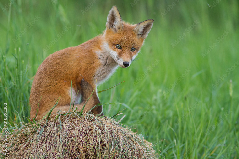 Fototapeta premium red fox cub