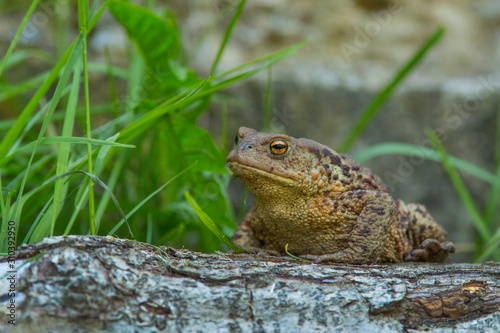 Common Toad - Bufo bufo. © Ivan