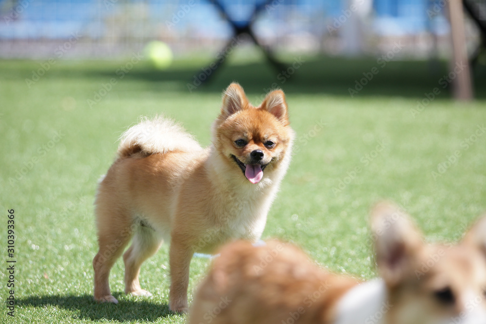 Happy puppies in a private playground Happy puppies in a private playground