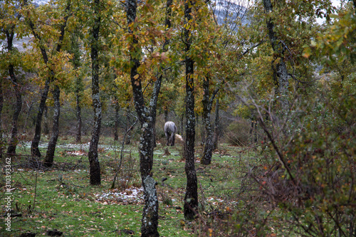 Caballo