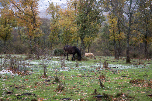 Caballos