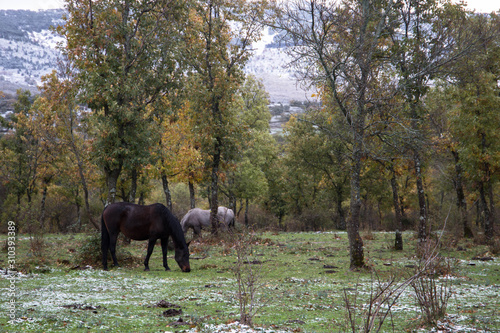 Caballos