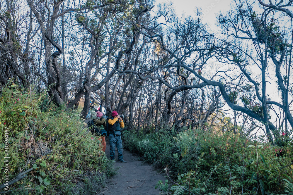 Obraz premium Bromo, Indonesia- August 3th, 2019 : Unidentified hikers tracking to Mount Pananjakan summit during beautiful morning at Bromo in Surabaya. (blurry soft focus noise visible due to high ISO)