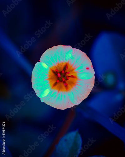 Φωτογραφία glow green flower